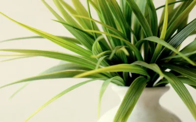 The Ultimate Guide to Indoor Plant Care