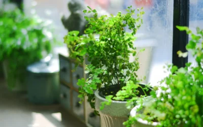 How to Repot Your Plants Without Stressing Them